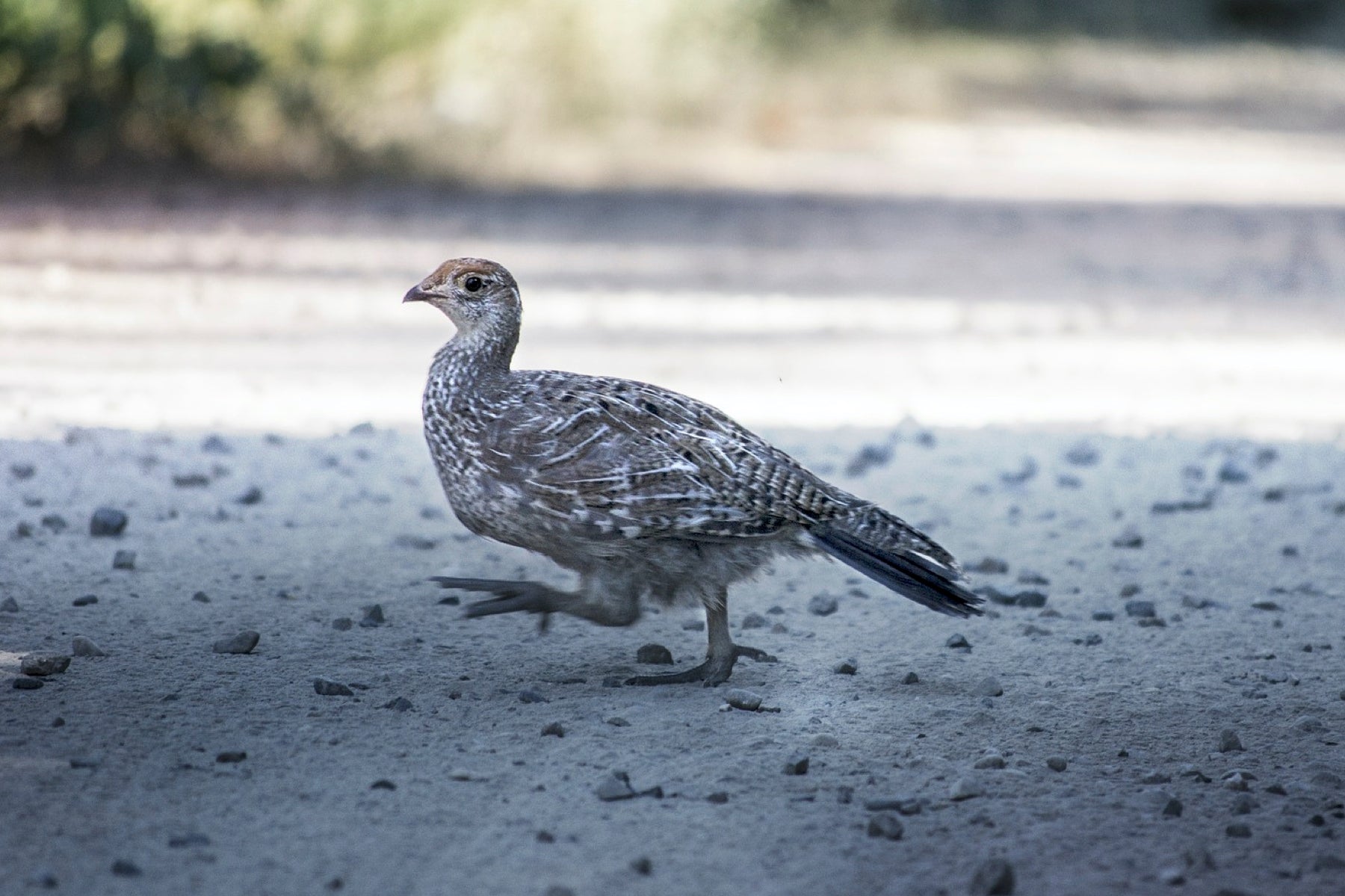 spruce grouse crossing the road spruce grouse crossing the road